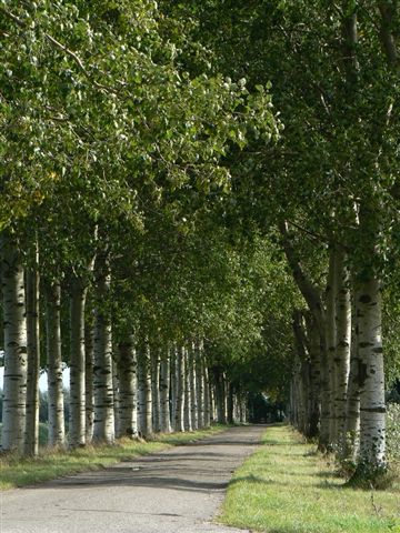 BOMEN