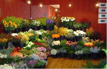 Bloemen