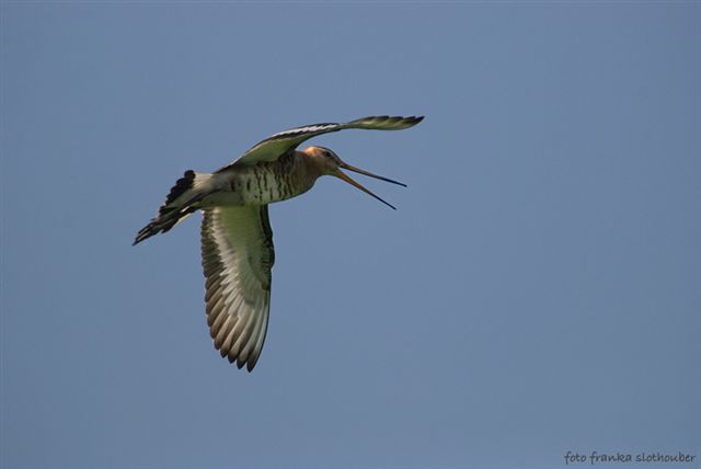 ZO VRIJ ALS EEN VOGEL